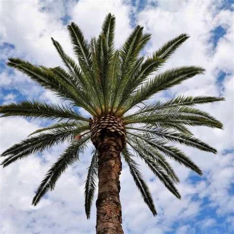 6 Different Types Of Palm Trees In Arizona With Pictures