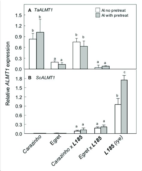 Expression Of The Almt1 Type Genes In Wheat Rye And Triticale Lines Download Scientific