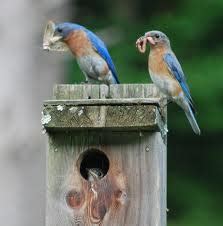 Bluebirds On Nest Box The Backyard Naturalist