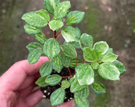 Variegated Peperomia Meridana Starter Plant All Plants Require You To