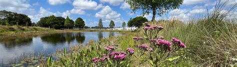 Prevent Erosion In Stormwater Ponds Naturally With Plants Ufifas