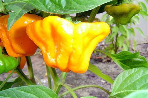 30 Scotch Bonnet Jamaican Hot Yellow Pepper Seeds Heirloom Etsy