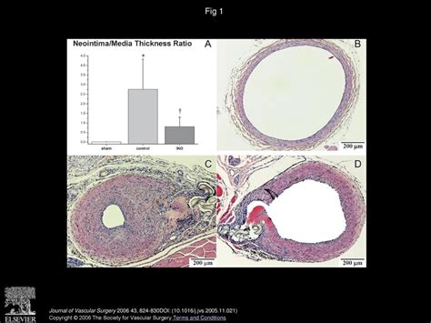 Activation Of The Peroxynitrite Poly Adenosine Diphosphate Ribose