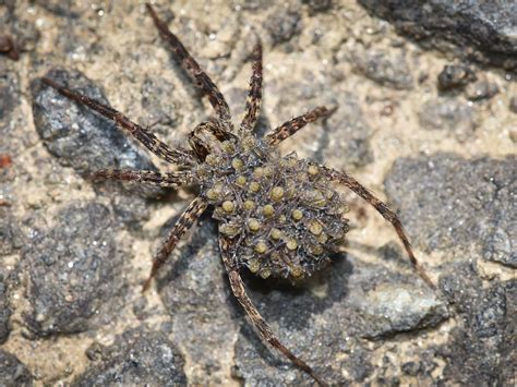 Wolf Spider Bite Stages