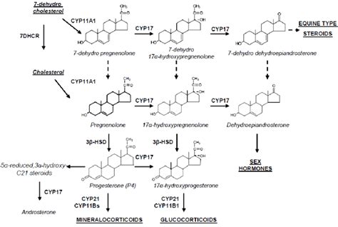 Biosynthesis Pathway