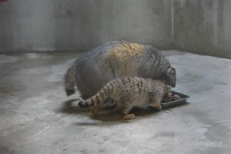 写真ニュース22 上野動物園に双子のマヌルネコが誕生 興味深そうに見つめる生後2ヵ月の愛らしい姿公開 Biglobeニュース