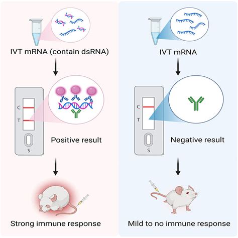 Lateral Flow Immunoassay For Rapid And Sensitive Detection Of DsRNA