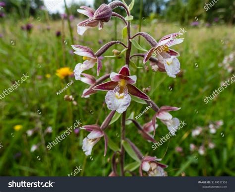 Marsh Helleborine Epipactis Palustris Flowering Flowers Stock Photo