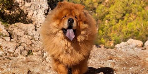 Chow Chow Race De Chien Et Chiot Canibest