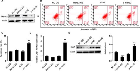 Hand2 Silencing Increases Drp1 Expression And Apoptosis Demonstrated