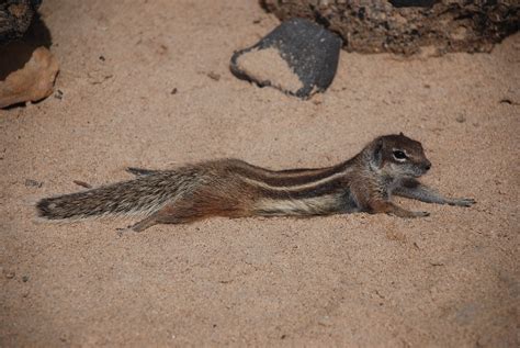 Fuerteventura 018 NOORDAFRIKAANS EEKHOORNTJE Rudi Ceuppens Flickr