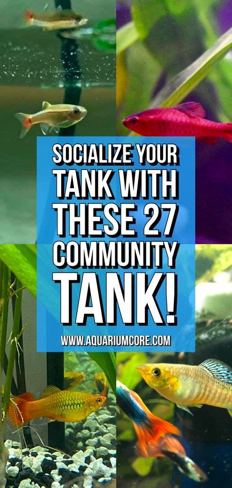 Best Community Fish For A Social Freshwater Aquarium Aquarium Core