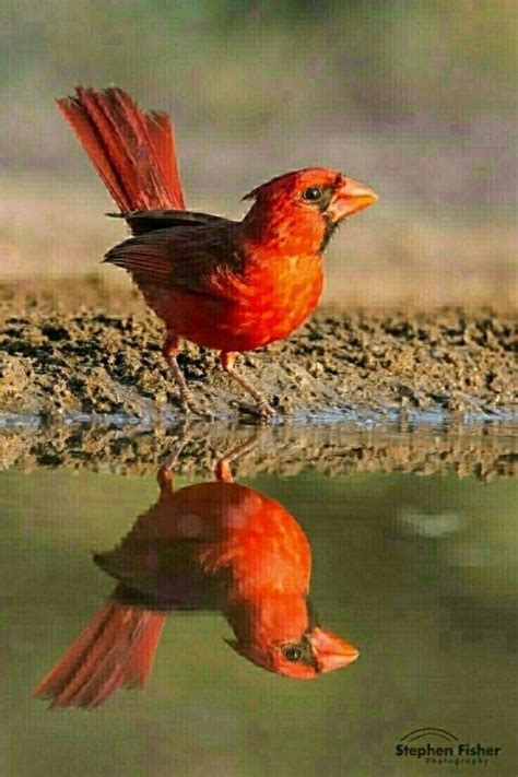Flying Ohio State Bird Ohio Birds State Birds All Birds Snow