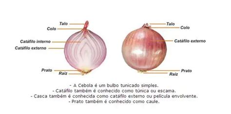 Origem Da Cebola Suas Partes E Morfologia Mundo Ecologia