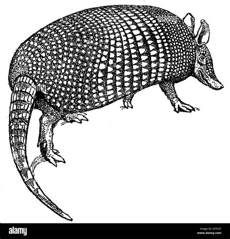 Nine Banded Armadillo Dasypus Novemcinctus Illustration From Soviet