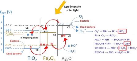 Feox Magnetization Enhancing E Coli Inactivation By Orders Of