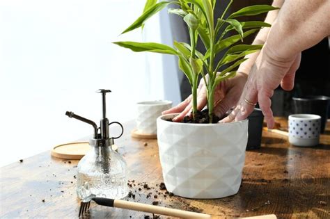 Uma Pessoa Colocando Uma Planta Em Um Vaso Branco Foto Premium