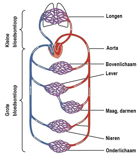 Het Arteri Le Systeem