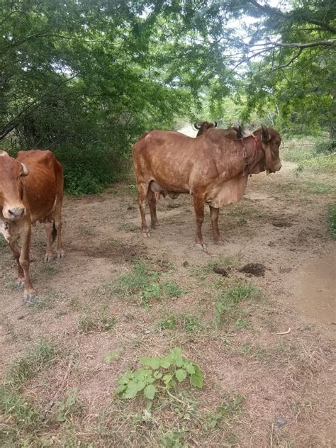 Pure Gir Cow Milk At Litre Pride Of Cow Milk In New Delhi Id