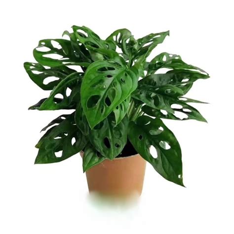 Monstera Friedrichsthalii Obliqua Var Expila Elite Agricultural Services