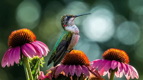 Download Close Up Bird Flower Animal Hummingbird Hd Wallpaper