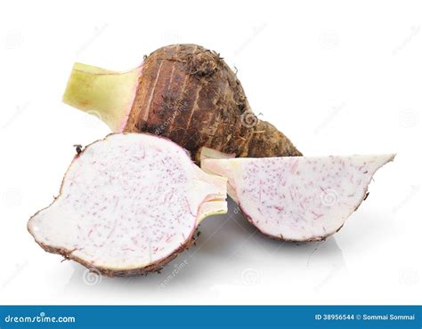 Taro Roots Isolated On White Stock Photo Image Of Healthy Arrowroot