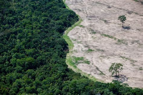 Desmatamento Do Cerrado Cresce 21 Nos Seis Primeiros Meses De 2023