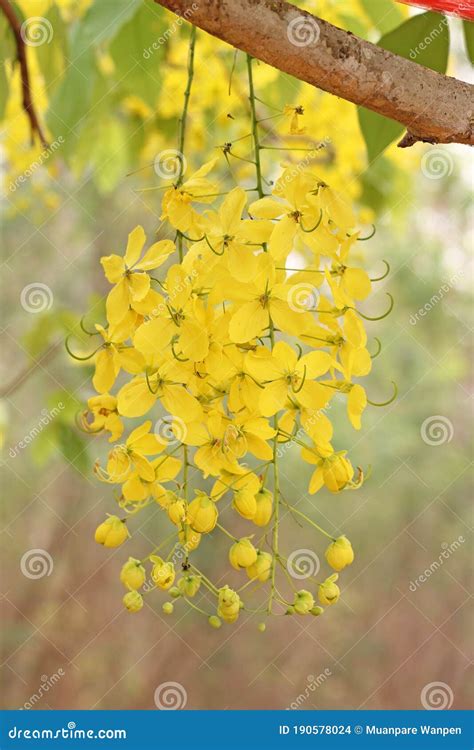 Bunch Of Yellow Golden Shower Cassia Fistula Indian Laburnum State