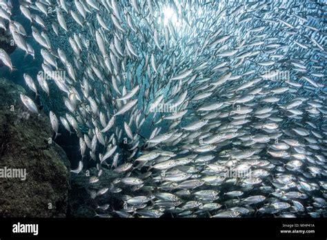 inside a giant sardines school of fish bait ball Stock Photo - Alamy