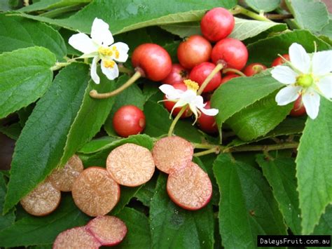 Buy Panama Berry Plants Muntingia Calabura