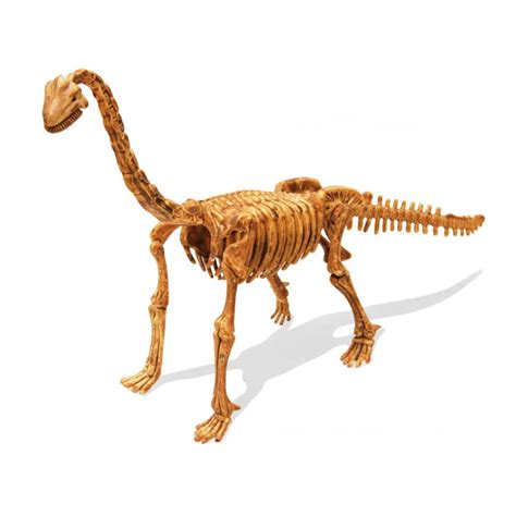 Buki Kit De Fouille Brachiosaure 8a Wlidaty Maroc 1er Site E