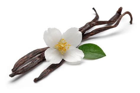 Vanilla Bean with Jasmine Flower and Leaf Isolated Stock Image - Image ...