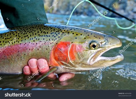 Beautiful Steelhead Trout Caught While Fly Fishing Stock Photo 64036390