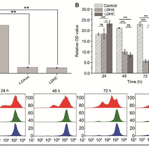 Knock Down Of Ldhc Inhibits The Proliferation And Growth Of A Cells