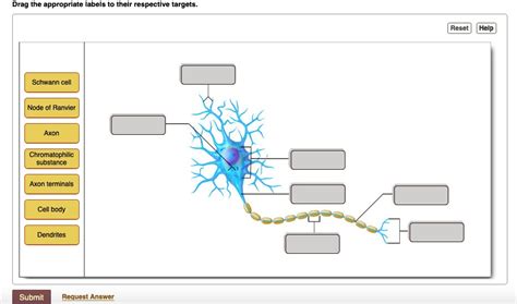 Solved Drag The Appropriate Labels To Their Respective Targets Reset