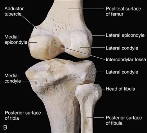 Orthopedic Surgery | Basicmedical Key