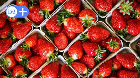 Erdbeerfelder in Leipzig Hier können Sie Erdbeeren selber pflücken