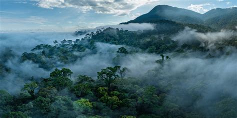 Climbing into the secret world of an ancient Bornean rainforest