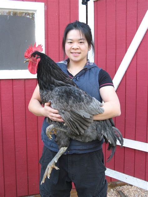 Jersey Giants One Very Large Chicken Breed Links To Interesting And Informative Thread For