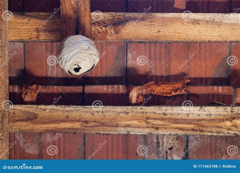 Wasp Nest on a Wooden Beam in the Attic Stock Photo - Image of roof ...