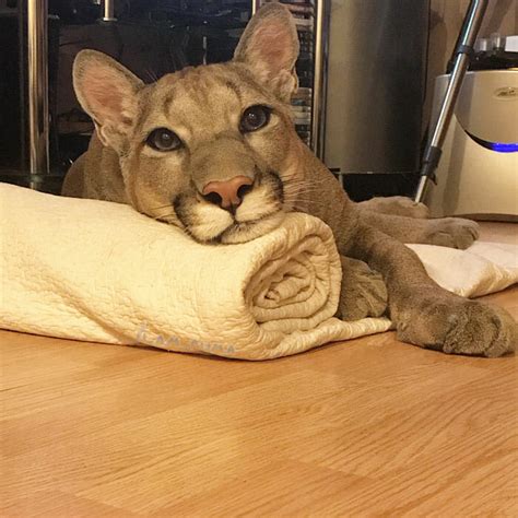 Couple adopt sickly cat from zoo, now this 90 pound puma lives life as a domestic cat