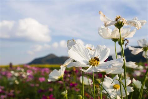 White Cosmos flower 12165109 Stock Photo at Vecteezy