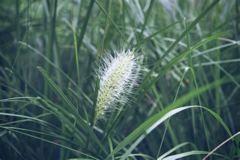 In Bloom Bloom Ornamental Grasses Drought Tolerant