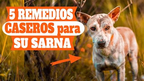 Audible Situación El Hotel Como Curar La Sarna Con Remedios Caseros En