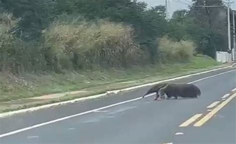 Tamandu Bandeira Flagrado Desfilando Por Rodovia No Noroeste Do Pr