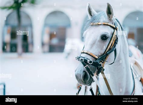 Lipizzaner Horse