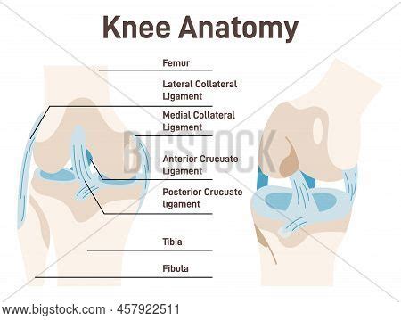 Human Knee Anatomy Vector Photo Free Trial Bigstock