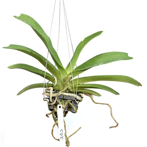 Rhynchostylis Gigantea Ply Orchid Buy Online At