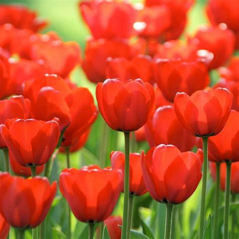 Tulip Darwin Hybrid Red Impression 20 Bulbs Longfield Gardens