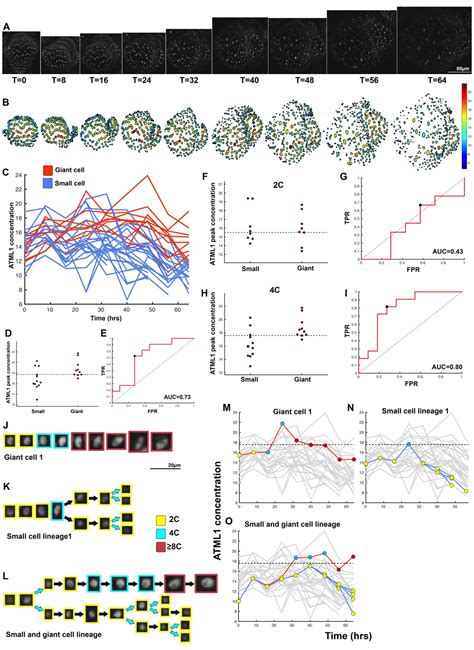 Figures And Data In Fluctuations Of The Transcription Factor Atml